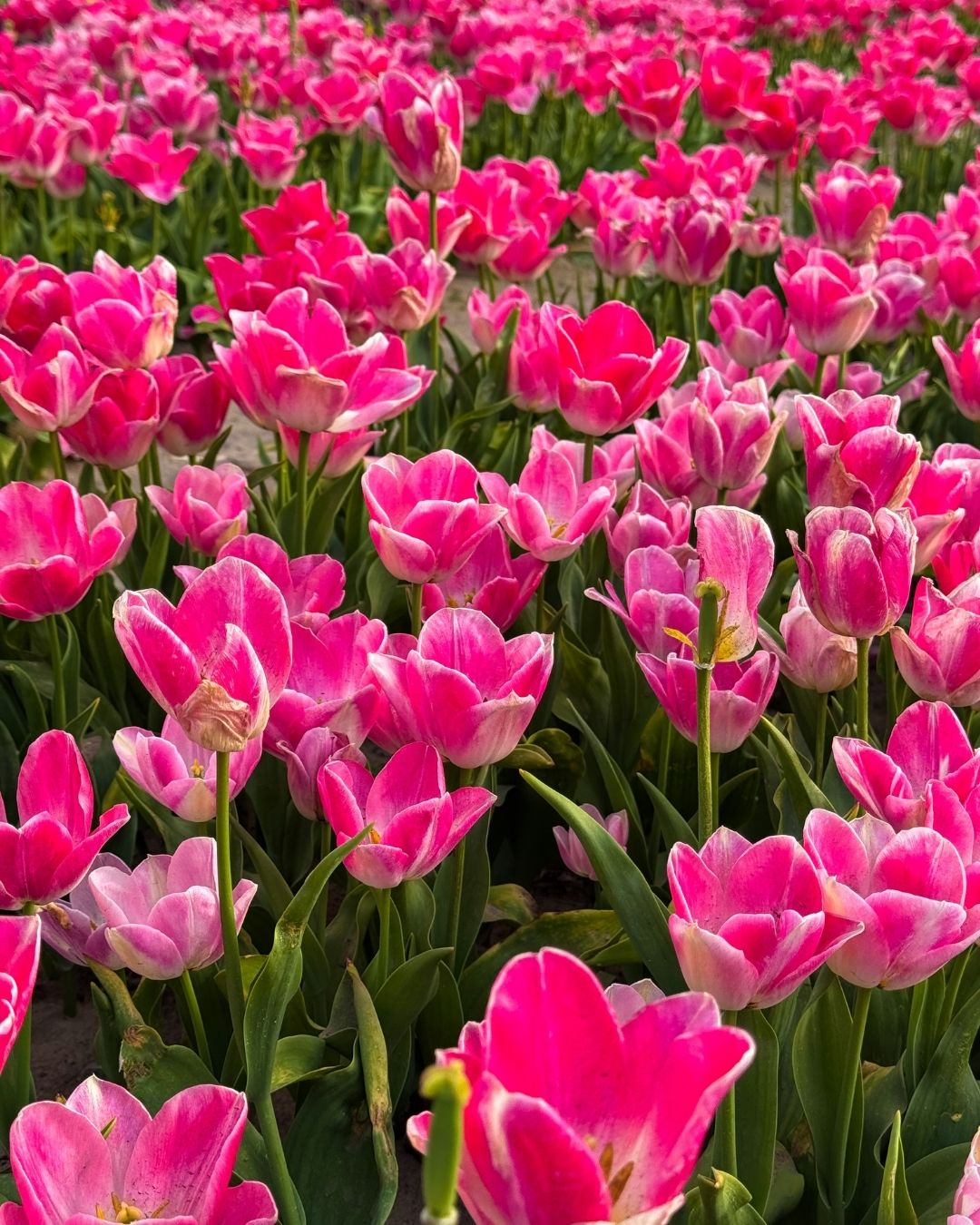 tulipes la torche