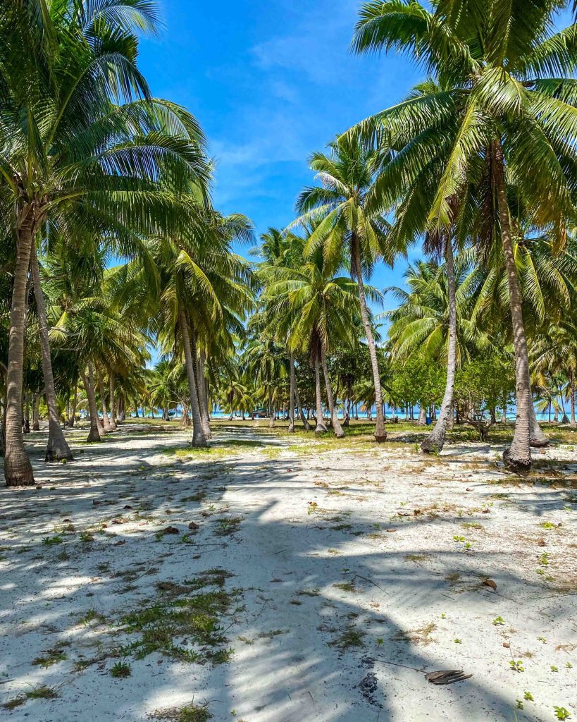 croisiere balabac onok palmier 1638x2048