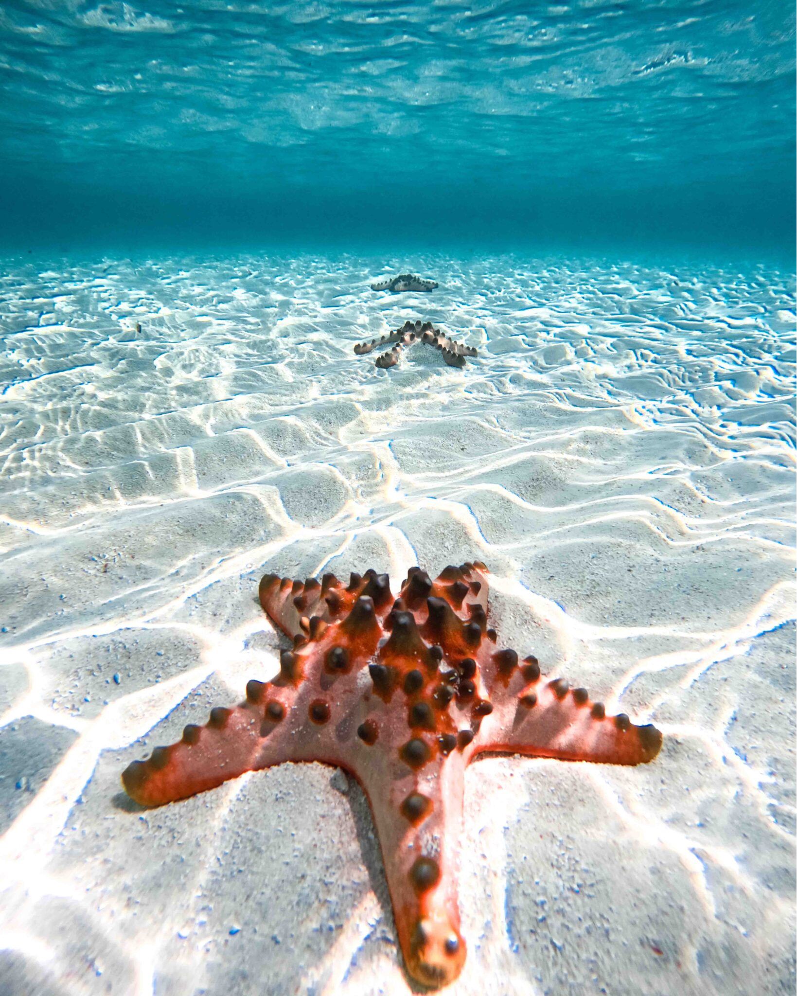 starfish balabac